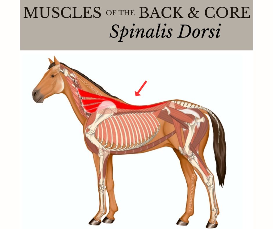 The Main Anatomy Of The Horse’s Back You Need To Know